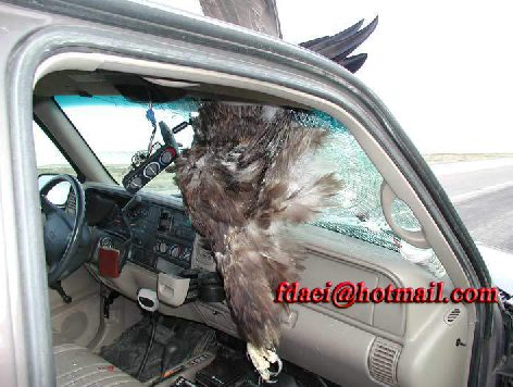 خليجية